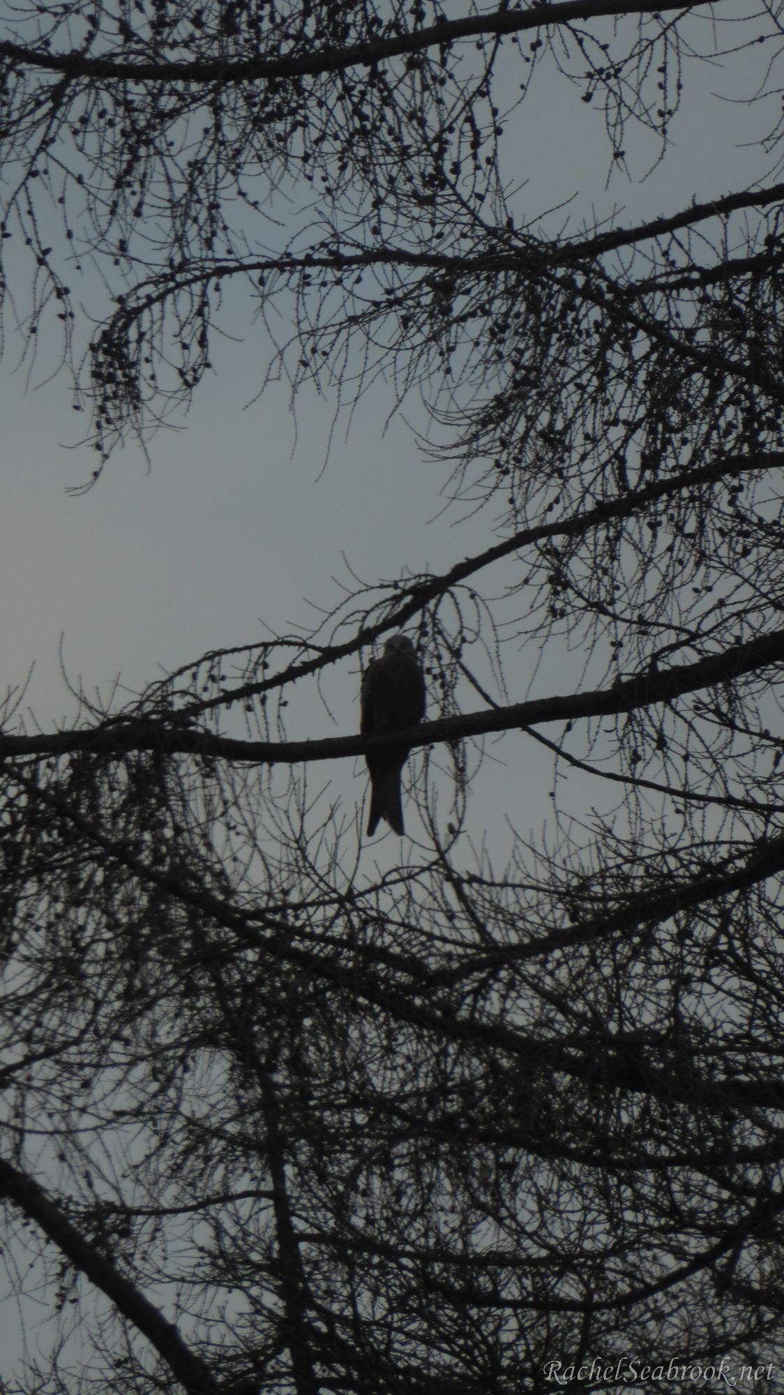 Red kite in a tree